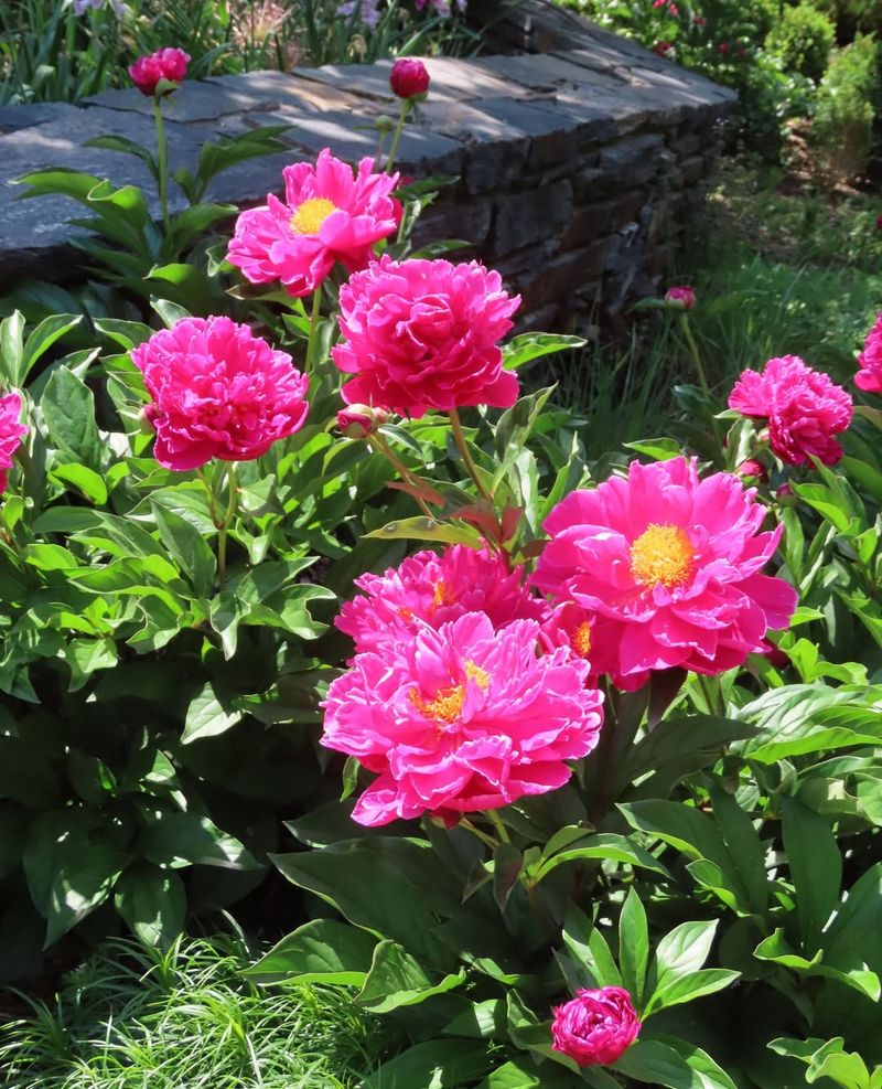 Peony (Paeonia spp.)