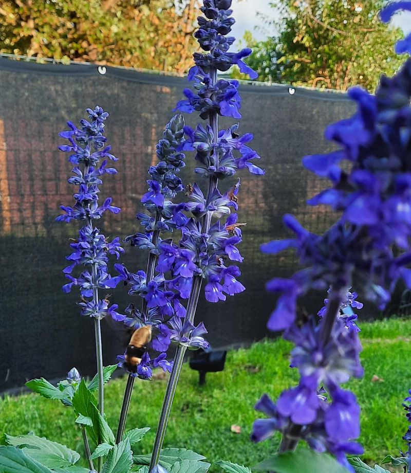 Salvia 'Mystic Spires Blue' (Salvia longispicata x farinacea)