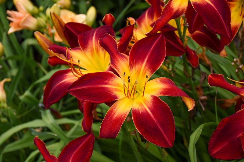 Daylilies (Hemerocallis spp.)