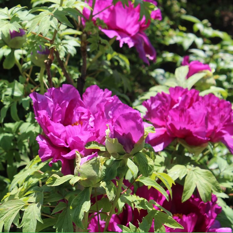 Peony (Paeonia spp.)