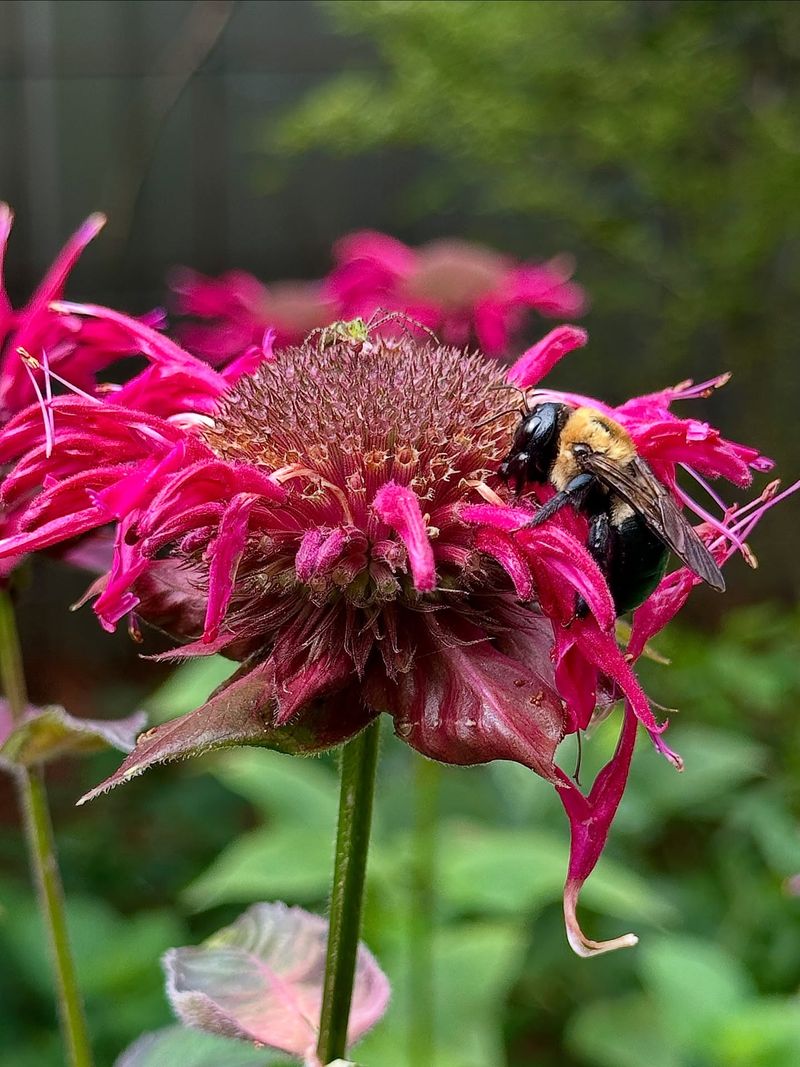 Bee Balm Pulls In Heavy Bee Activity Day After Day