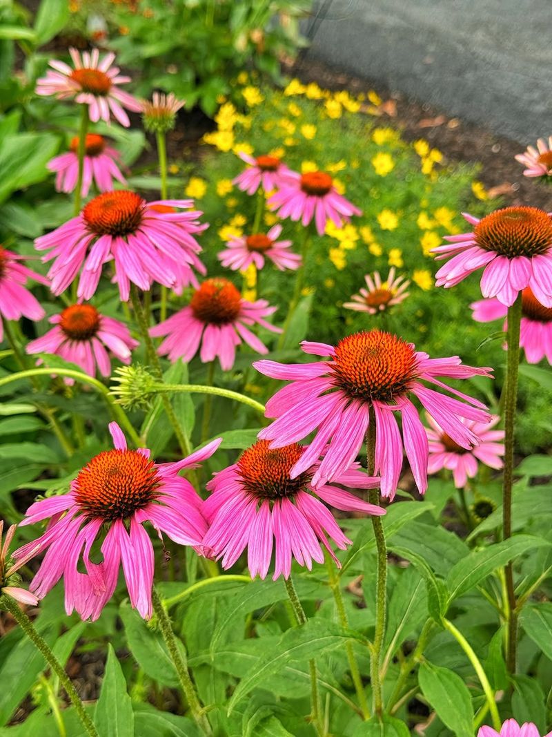 Coneflower Handles Humidity And Summer Drought