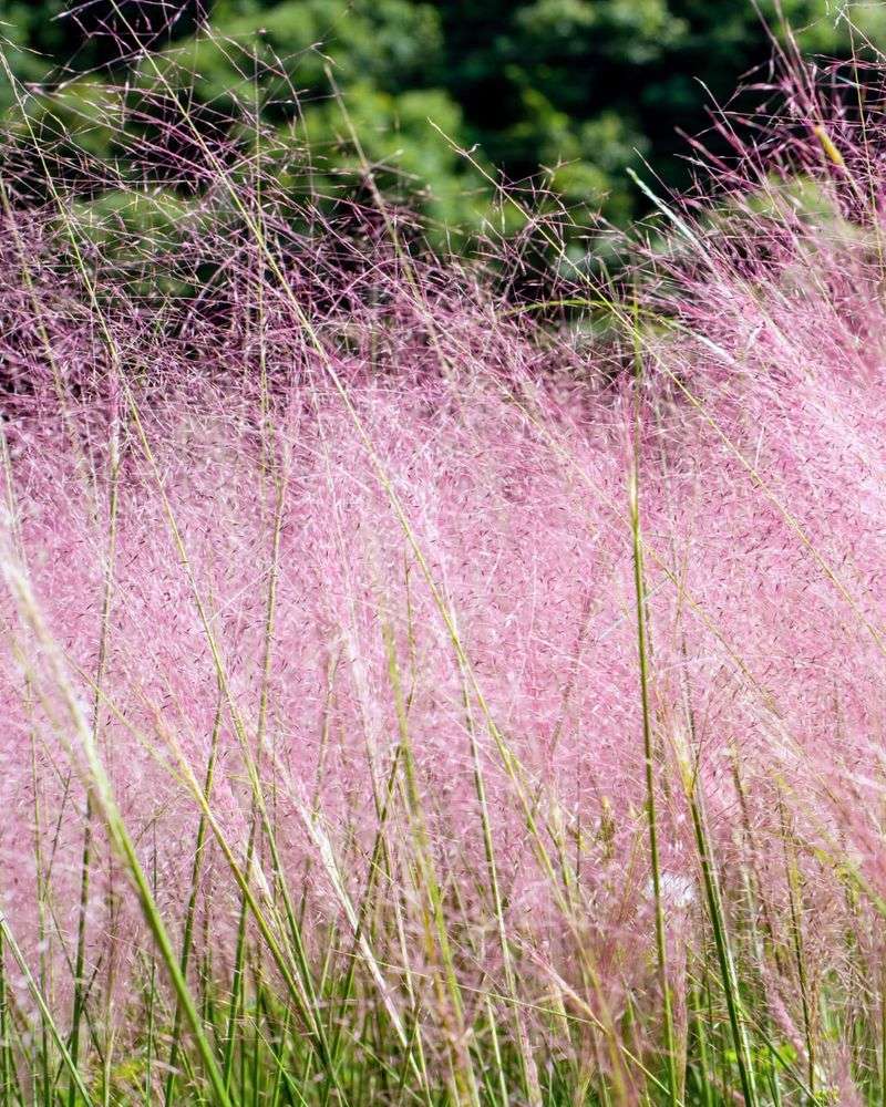 Muhly Grass Looks Polished Without Regular Watering Or Pruning