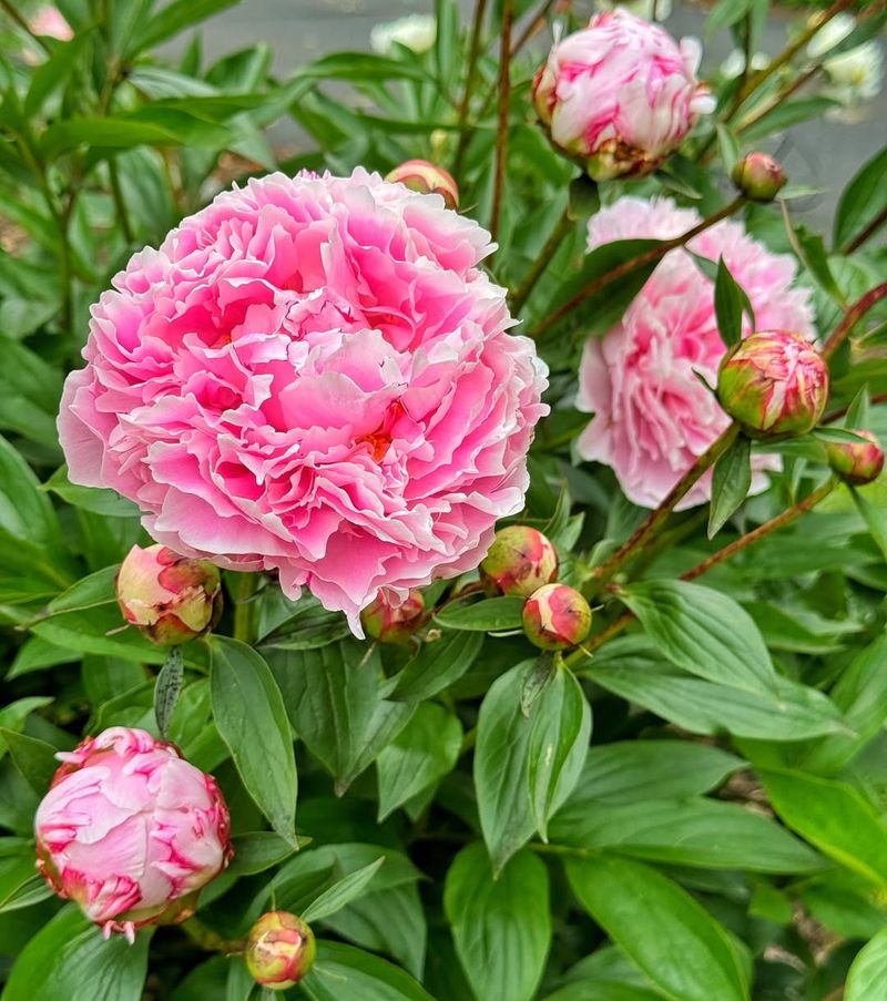 Peonies Excel In Cold Northern Climates