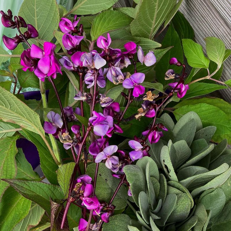 Hyacinth Bean Vine Adds Purple Flowers And Dramatic Foliage