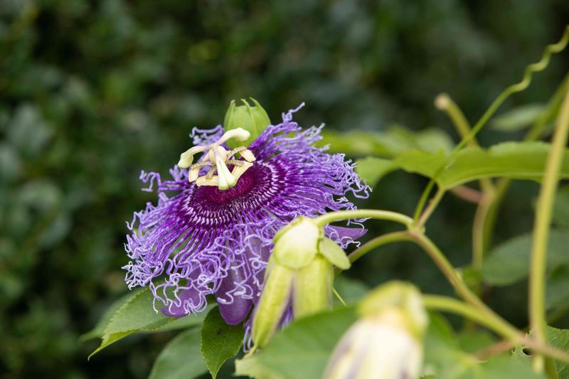 Passionflower (Passiflora Incarnata)