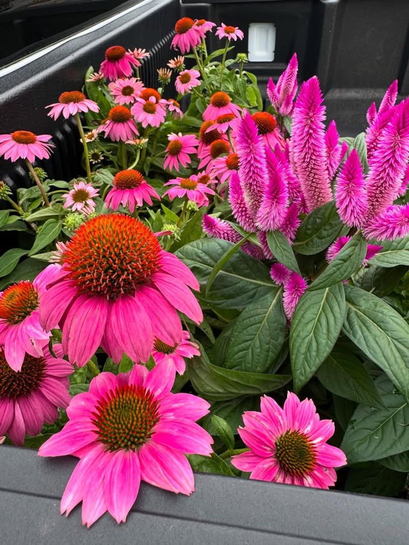 Purple Coneflowers Add Bold Native Color