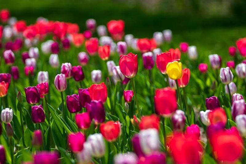 Tulips Announce A Fresh Start