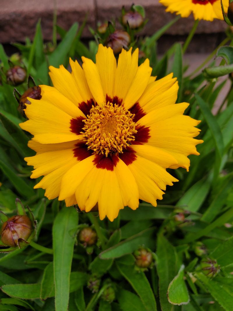 Coreopsis Keeps The Color Going All Summer