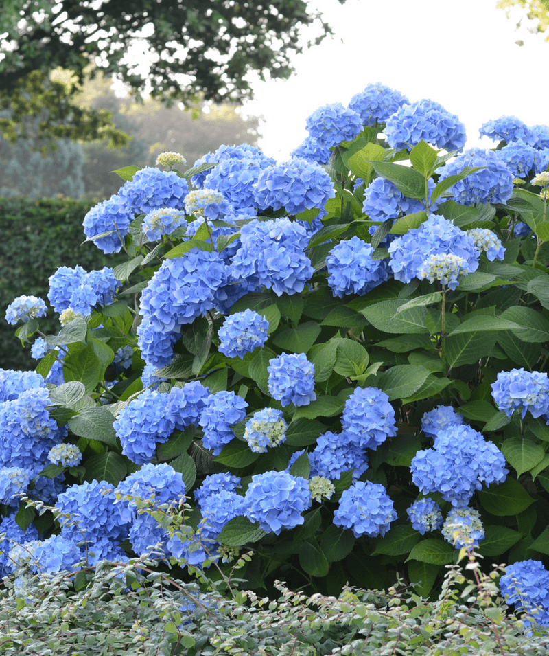 Endless Summer Hydrangeas
