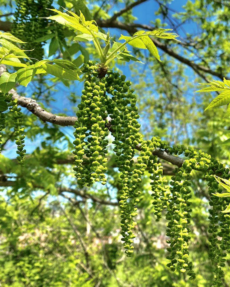 Hackberry Stands Tough In Challenging Ohio Conditions