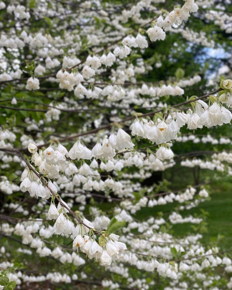 Carolina Silverbell (Halesia Carolina)