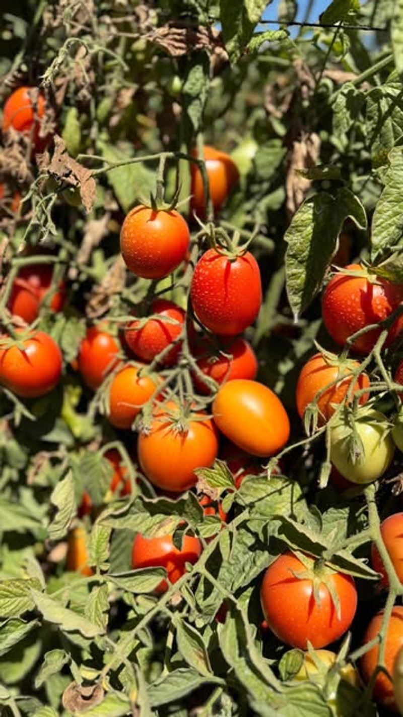 Roma Delivers Steady Harvests In Hot, Dry Weather