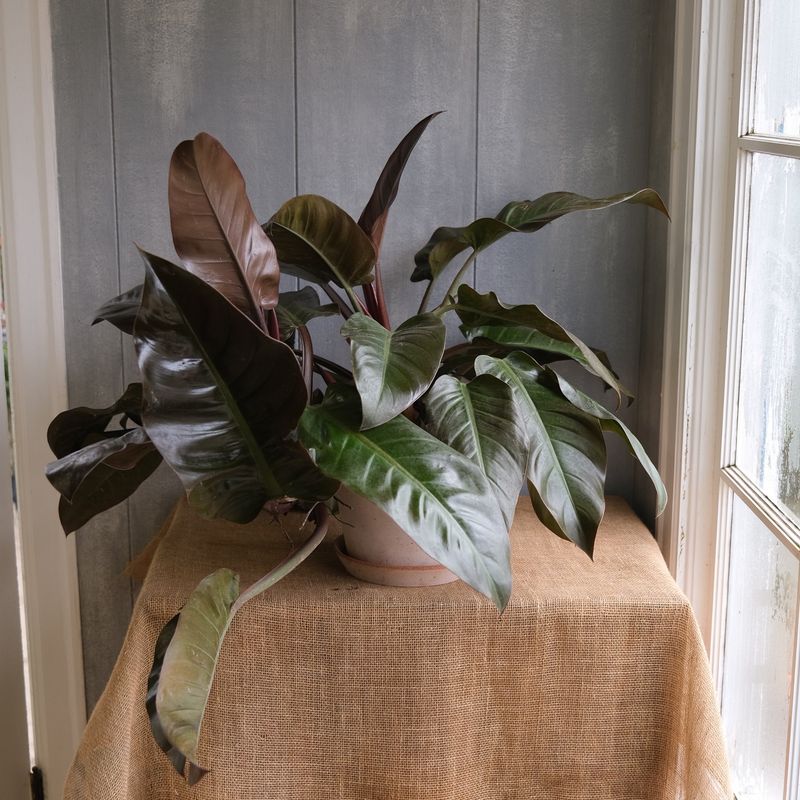 Philodendron 'Black Cardinal'