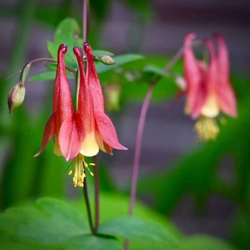 Columbine (Aquilegia Canadensis)