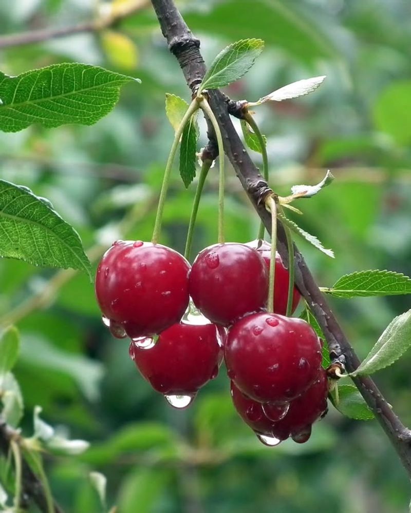Cherry Trees Perform Well In Temperate Climates