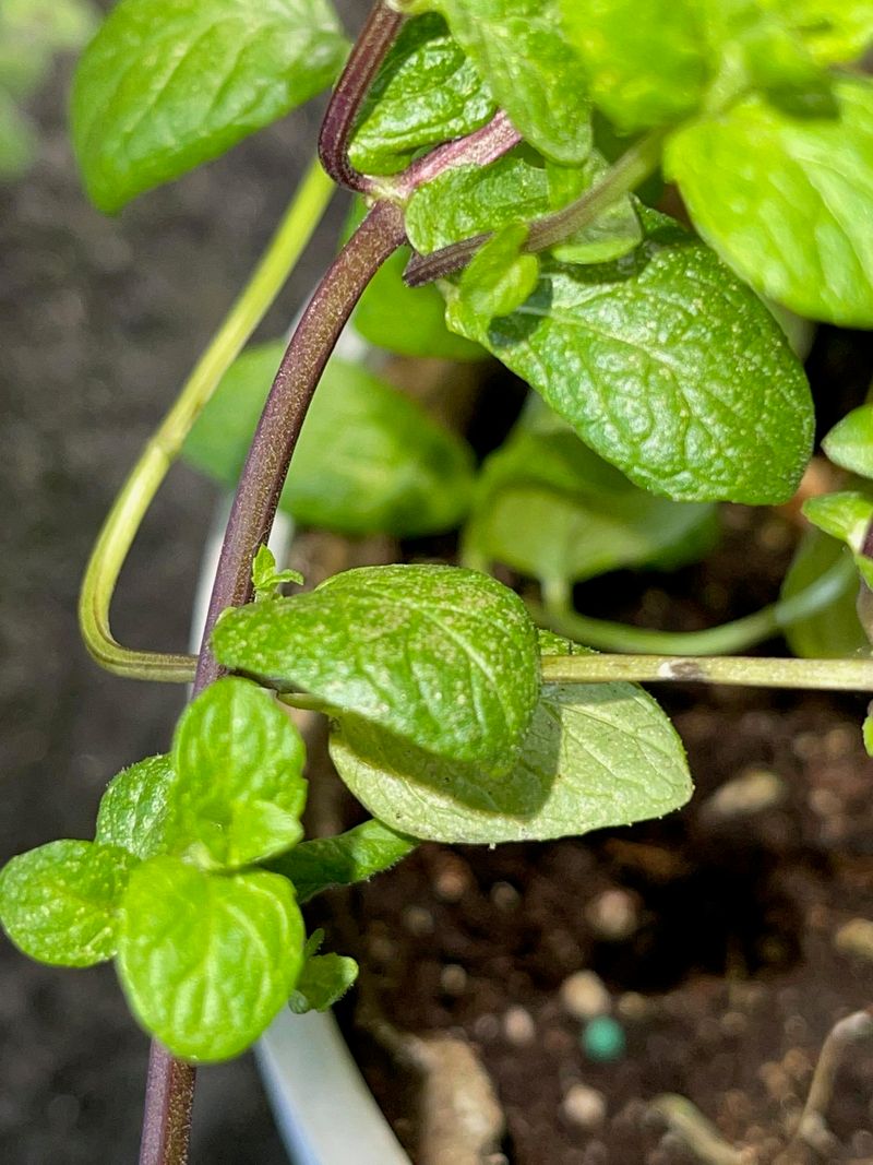 Brown, Brittle Stems