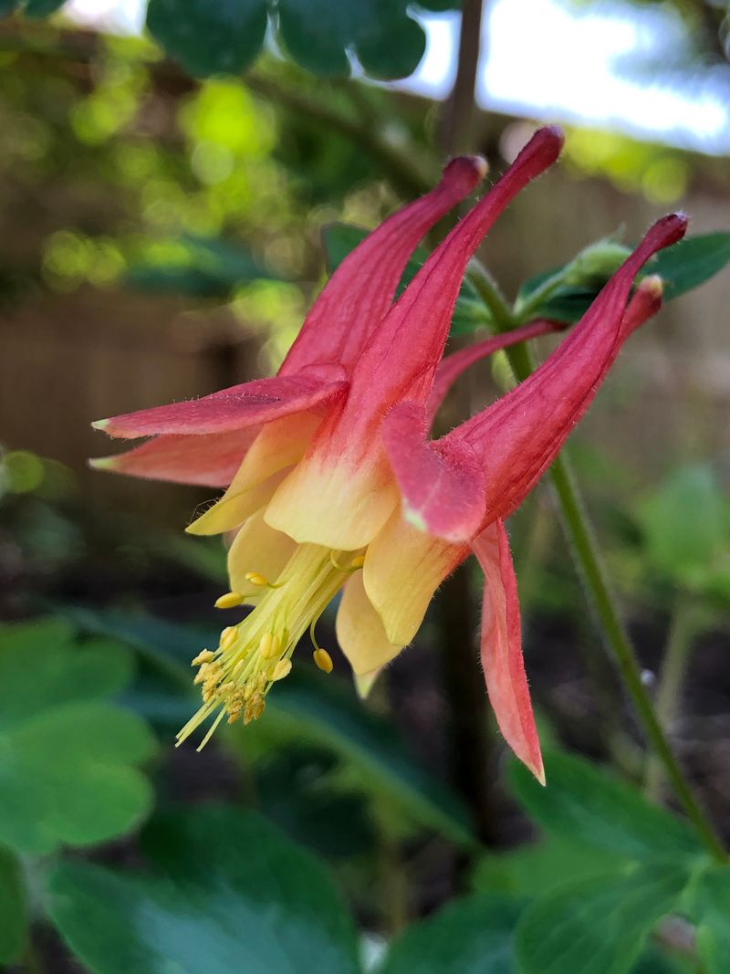 Eastern Red Columbine Handles Shade And Sun With Ease