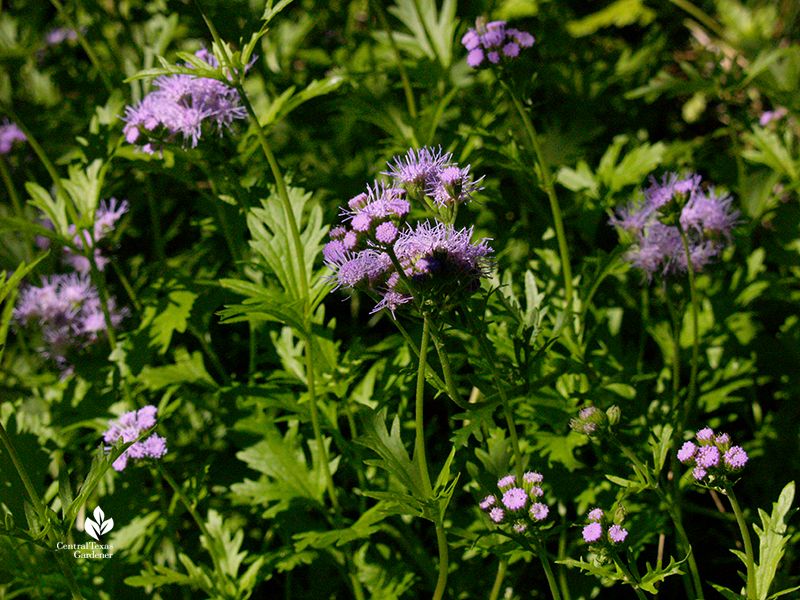 Gregg's Mistflower 