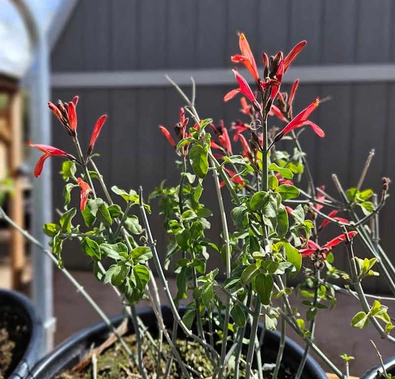 Chuparosa Fills Pots With Red Nectar-Rich Blooms