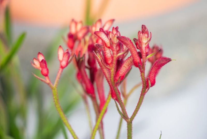 Kangaroo Paw (Anigozanthos hybrids)