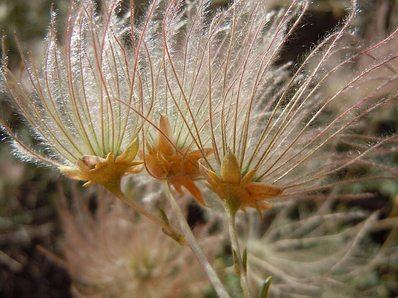 Apache Plume Handles Dry Conditions With Airy Elegance