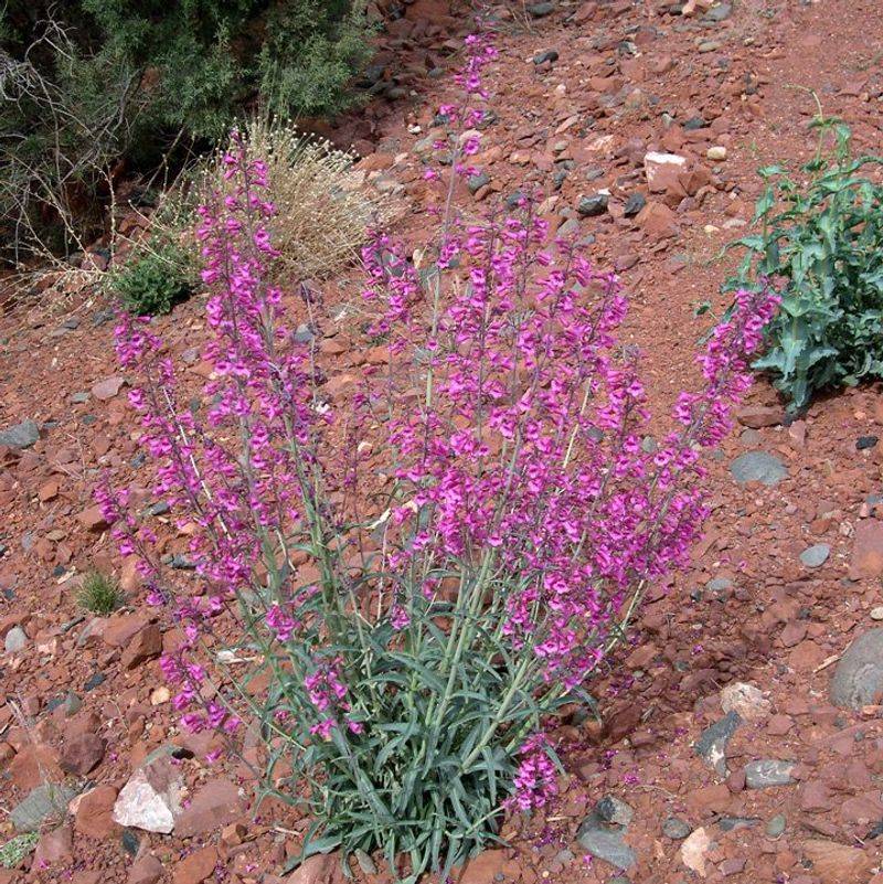 Parry's Penstemon Thrives Despite Sharp Day-Night Swings