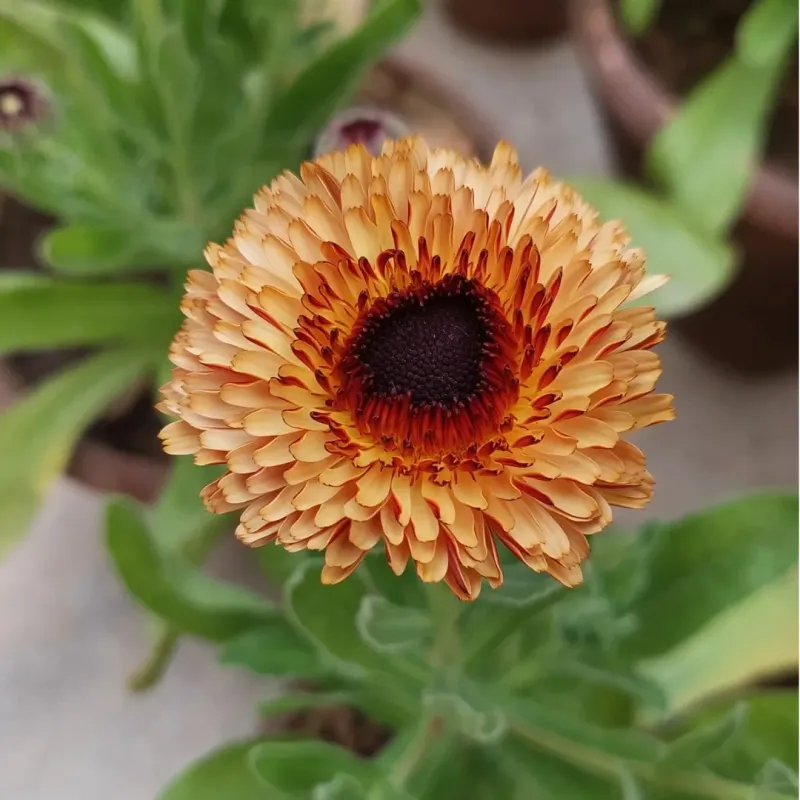 Calendula Bringing Golden Cheer