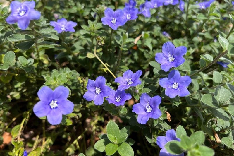 Blue Daze Flowers With Hardly Any Effort