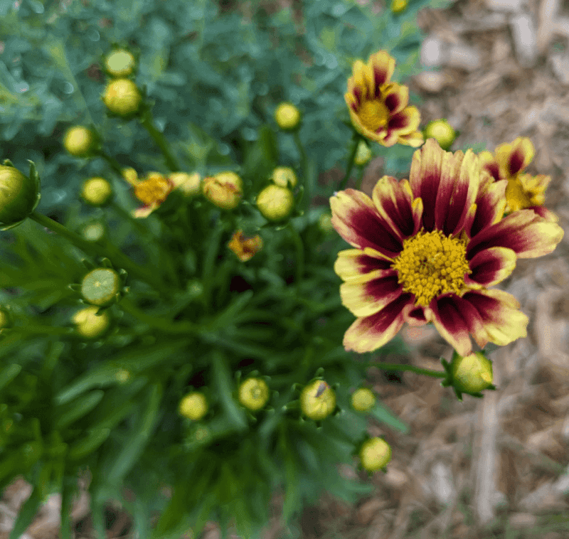 Coreopsis Returns Year After Year With Ease
