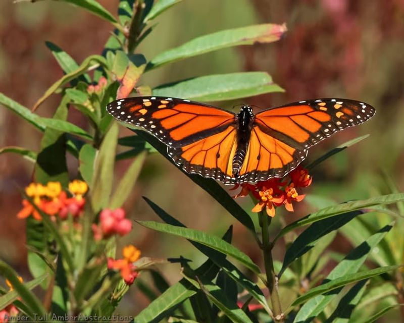 Butterfly Weed Feeds Monarchs