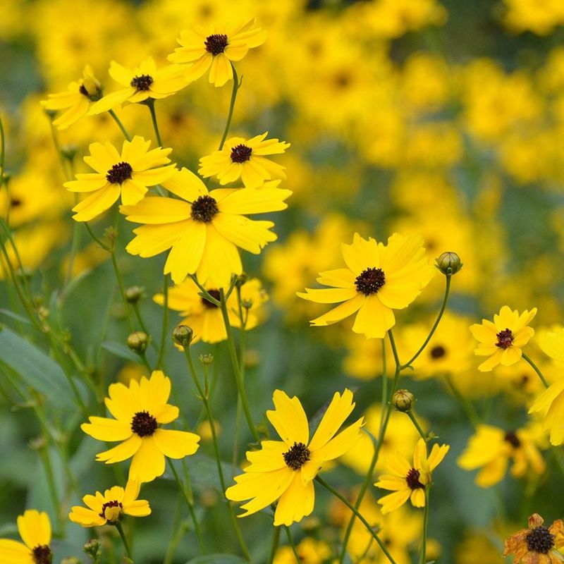 Coreopsis Delivers Sunshine Blooms Year After Year