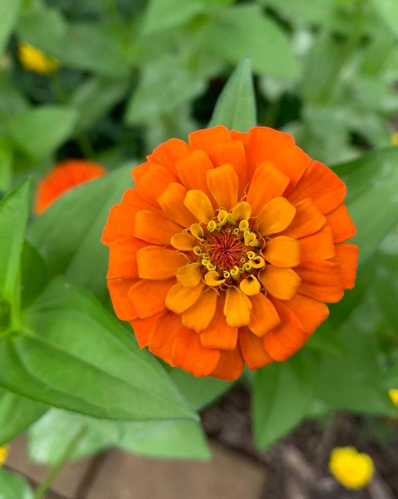 Orange Zinnia (Zinnia Elegans)