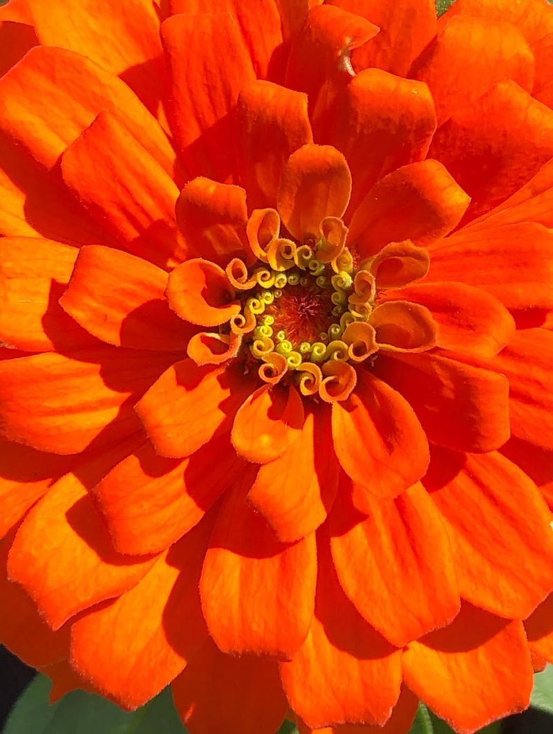 Orange Zinnia (Zinnia elegans)