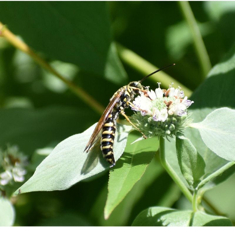 Mountain Mint Becomes A Bee Magnet Once It Starts Blooming