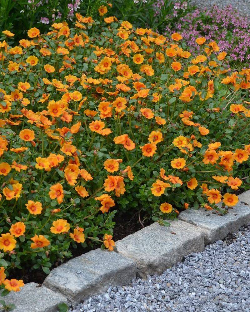 Moss Rose Handles Hot, Dry Spots Effortlessly