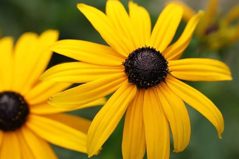 Black-Eyed Susan Sets Up Big Blooms For Spring