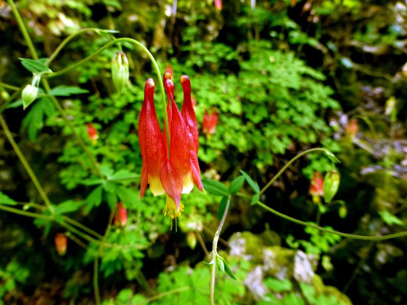 Wild Columbine (Aquilegia Canadensis)