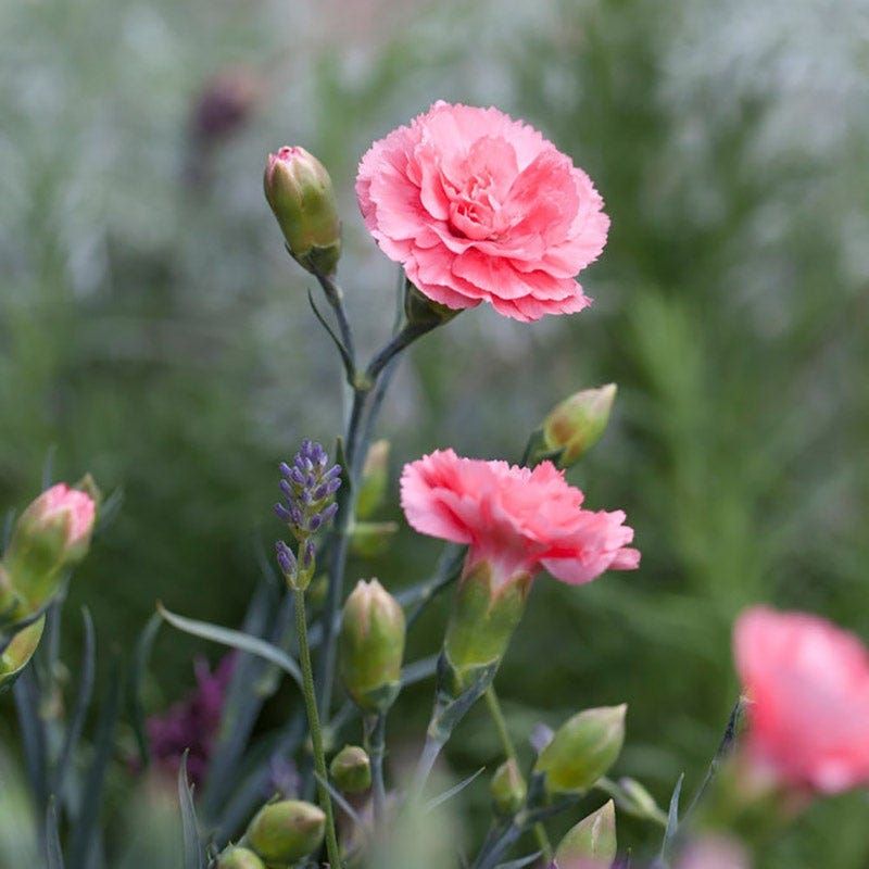 Dianthus (Pink Pinks)