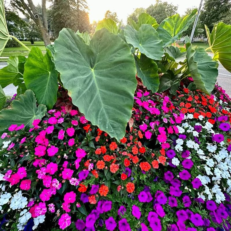 Colocasia (Elephant Ear)