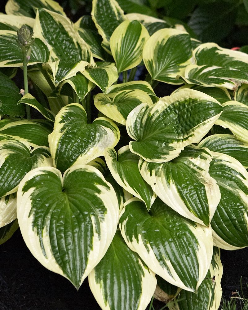 Hosta (Hosta Spp.)