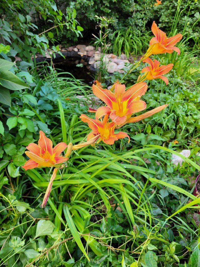 Daylilies (Hemerocallis Spp.)