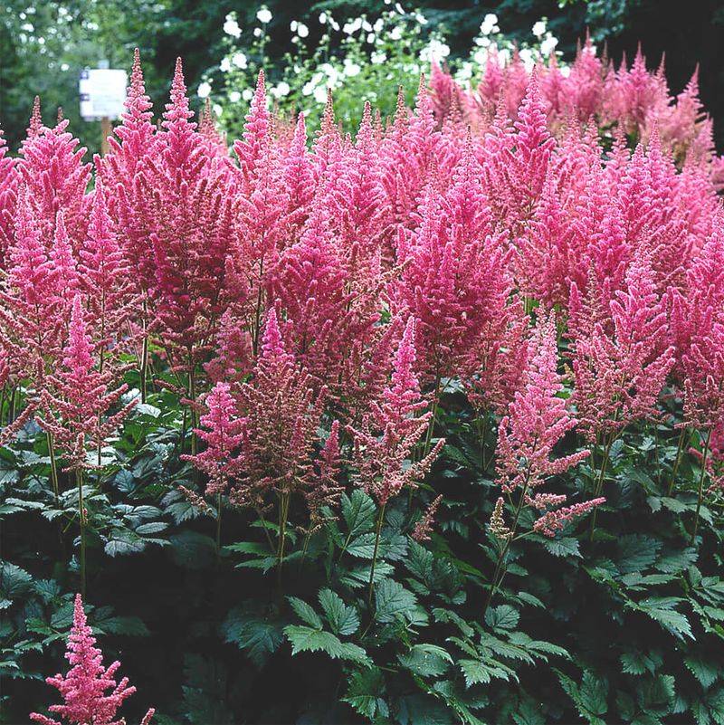Astilbe (Astilbe Spp.)