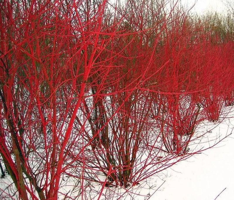 Red-Twig Dogwood (Cornus sericea)