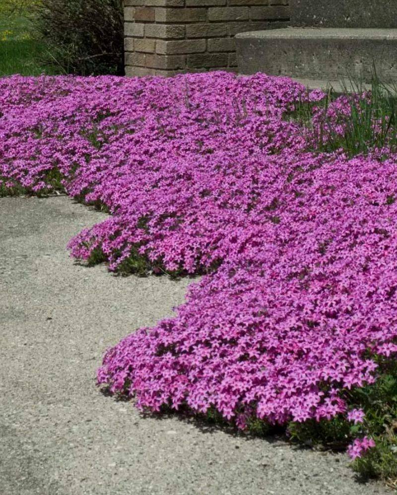 Creeping Phlox (Moss Phlox)