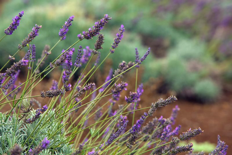 Lavender Suffers When Cut Into Old Woody Growth