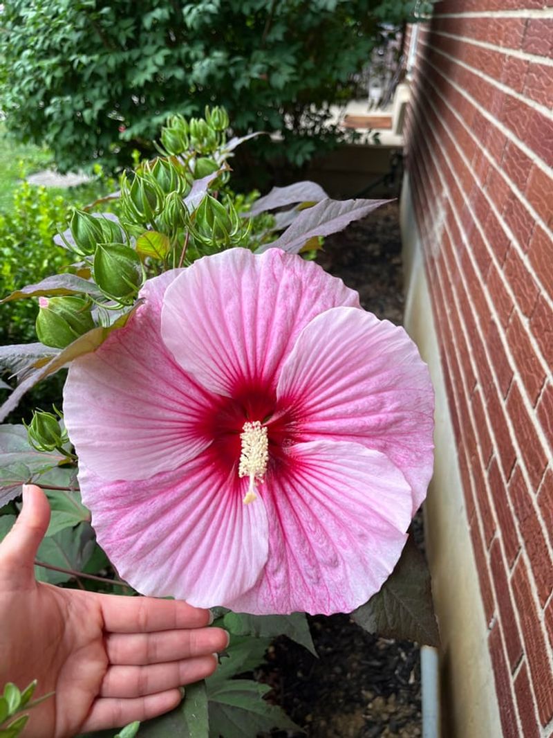 Hardy Hibiscus Survives Ohio Winters