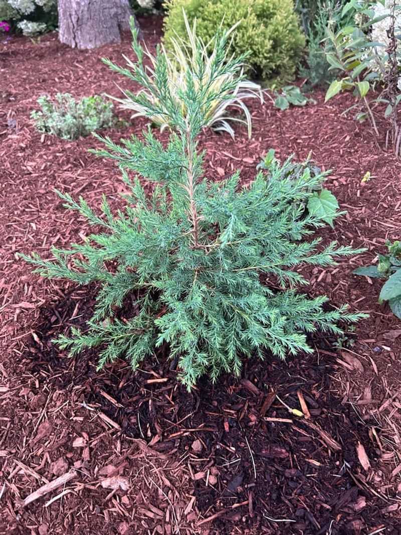 Use Evergreens Dor Year-Round Structure