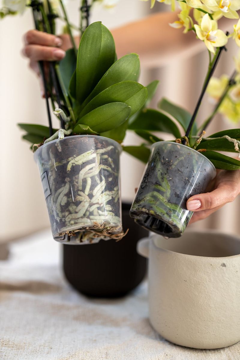 Water Smart To Prevent Root Rot