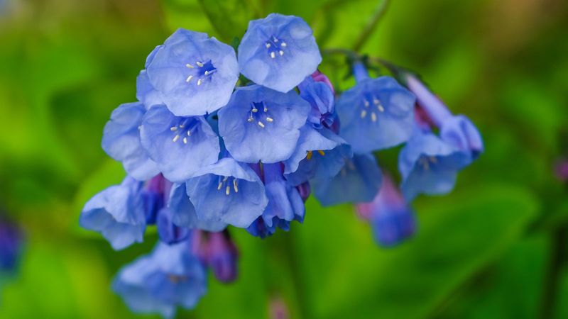Virginia Bluebells Nod Softly In Shady Spots